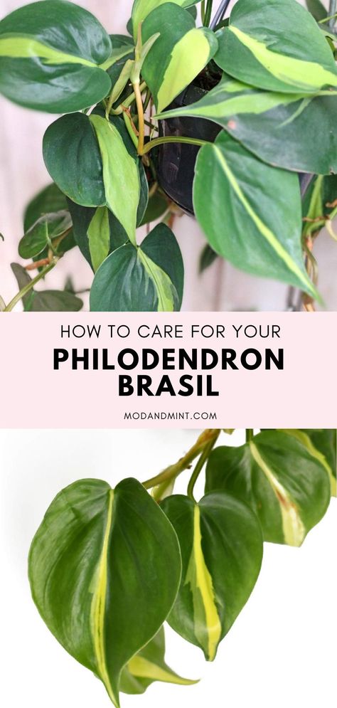 The Philodendron brasil is a trailing plant with variegated leaves that kind of resemble the Brazilian flag! Get the complete care guide to grow this beauty indoors. Heartleaf Philodendron, Philodendron Brasil, Philodendron Care, Philodendron Scandens, Brazilian Flag, Lucky Plant, Philodendron Plant, Hanging Plants Indoor, Pothos Plant