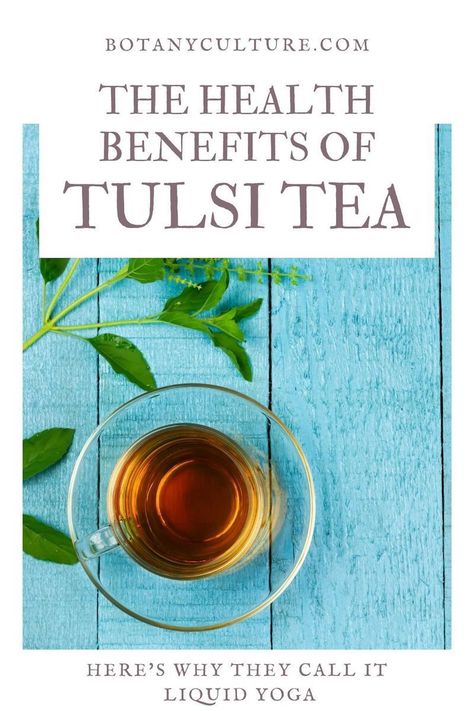 Believe it or not, the health benefits of holy basil or tulsi tea are incredibly similar to practicing yoga. Not only do they both help to invite a moment of calm into your day, but they also both serve to nourish your entire body and wellbeing. Here’s why holy basil tea is so often referred to as “liquid yoga” and how you can easily prepare a cup for yourself. #tulsitea #holybasil #herbalmedicine #herbaltea #healingteas Tulsi Tea Benefits, Holy Basil Benefits, Holy Basil Tea, Basil Tea, Tulsi Tea, Healing Tea, Tea Health Benefits, Herbal Drinks, Green Tea Benefits