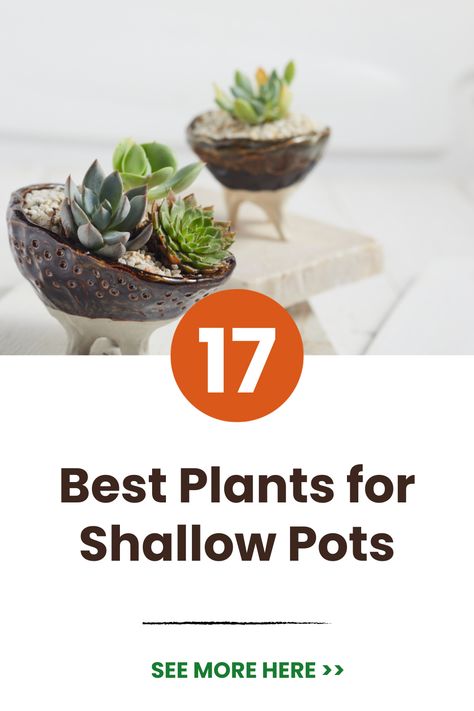 Discover the top low-profile houseplants that thrive in shallow containers. Explore compact, petite picks perfect for small pots. Choose diminutive ferns, trailing vines, mini cacti and more to add living décor without taking up much space. Get tips for selecting the right shallow planters and small-scale plants. 

#ShallowPots #SmallSpaceGardening #ContainerGardening #MiniPlants #CompactPlants #LittlePots #WindowsillGarden #UrbanJungle #IndoorGarden #Terrariums Plants For Shallow Pots, Shallow Pot Plants, Shallow Planters, String Of Pearls Plant, Windowsill Garden, Small Pots, Growing Peonies, Potted Plants Outdoor, Hydrangea Care