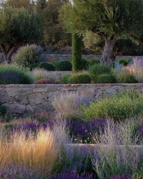 Inkberry Holly, Japanese Pieris, Mediterranean Garden Design, Tuscan Landscape, Hillside Garden, Tuscan Landscaping, Mediterranean Landscaping, California Garden, Dry Garden