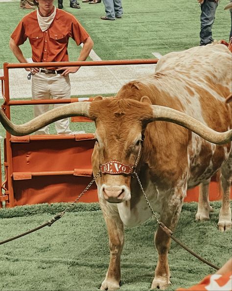 College Gameday Aesthetic, Texas University Longhorns, Longhorn Party, Abby Core, Longhorn Football, Cowboy Boots Women Outfits, Texas University, Long Horns, Ut Longhorns