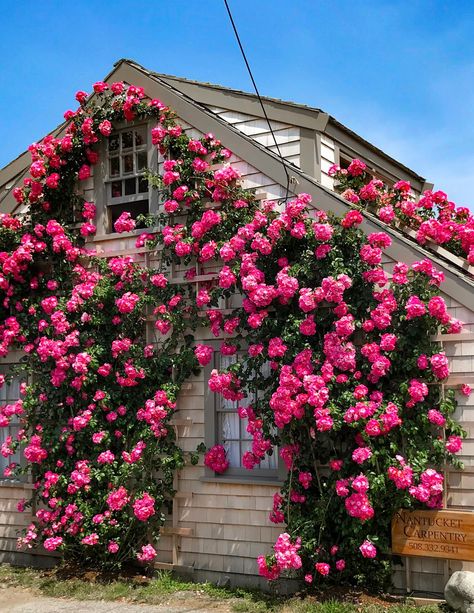 The Rose Covered Cottages of 'Sconset Nantucket - Shorelines Illustrated Nantucket Summer, Little Cottages, Climbing Roses, Rose Cottage, Travel Design, Travel And Leisure, Nantucket, Plant Lover, Cottage Garden