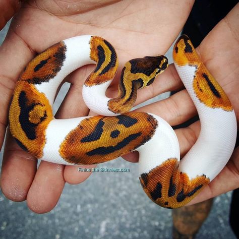 Spooky Memes, Pretty Snakes, Ball Python Morphs, Cute Reptiles, Cute Snake, Pet Snake, Ball Python, Pretty Animals, A Snake