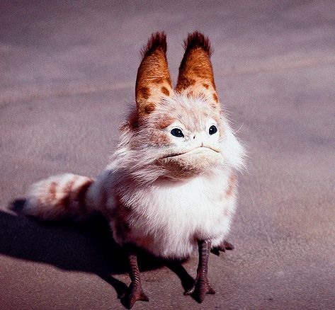 Star Wars Animals, Star Wars Creatures, Loth Cat, Fanart Inspiration, Sw Rebels, Star Wars Species, Wolf Totem, Galaxy Cat, Star Wars Models