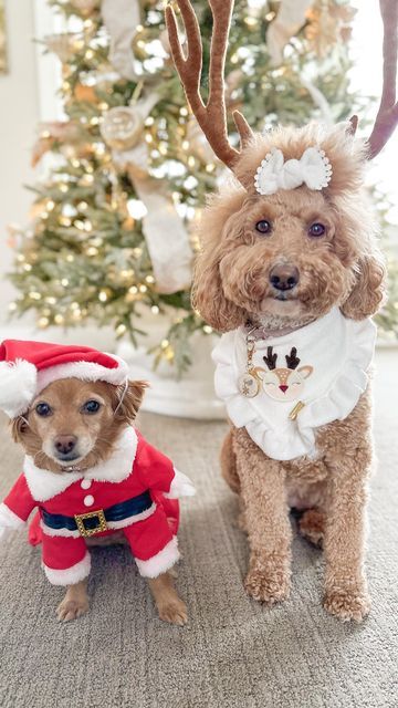 JAZMINE🐾 the Fashion Doodle and Family Dog on Instagram: "Putting up with mom’s Christmas shenanigans again 🙄😆 Bandana and bow @puploveco_ ~ JAZZY10 Head band and Santa suit @amazon 🎅🏼🦌🎅🏼🦌🎅🏼🦌🎅🏼🦌🎅🏼🦌🎅🏼🦌🎅🏼🦌 #dontdoit #dogreels #funnydogs #dogsofinstagram #doodletales #goldendoodle #goldendoodlesofinstagram #goldendoodles #goldendoodlelife" Goldendoodle With Bandana, Hot Dogs In Crescent Rolls, Crescent Roll Hot Dogs, Christmas Present Quotes, Jack Russell Christmas, Christmas Golden Retriever, Christmas Dog Decor, Red Christmas Truck, Dog Christmas Photos