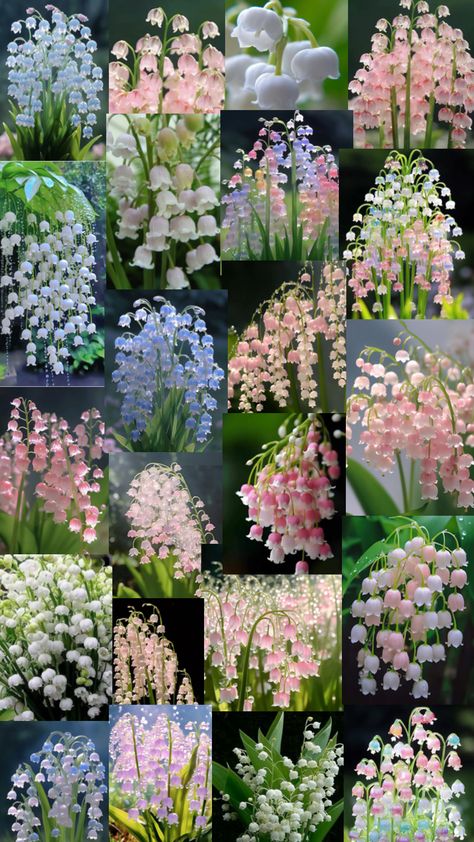 Lily of the Valley #lilyofthevalley #flowers Pretty Flowers Pictures, Luxury Flower Bouquets, Lily Of The Valley Flowers, Valley Flowers, Flower Wallpapers, Moon Garden, Nothing But Flowers, Flower Therapy, Luxury Flowers