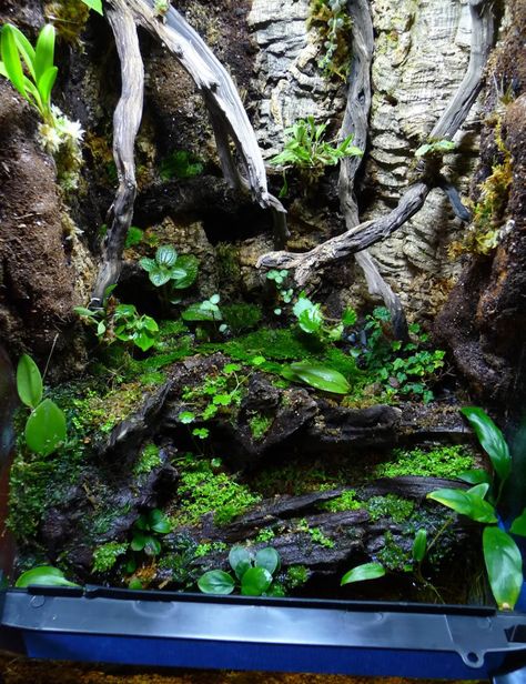 The Planted Tank Forum 18x18x24 Terrarium, Vivarium Hardscape, Dart Frog Terrarium, Tree Frog Terrarium, Dart Frog Vivarium, Bioactive Vivarium, Fairy Terrarium, Frog Terrarium, Large Terrarium