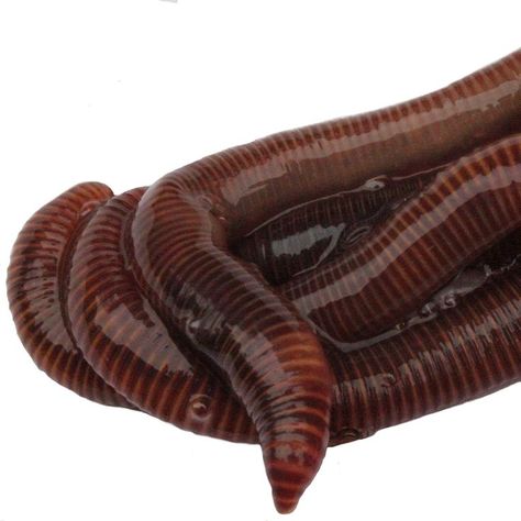 HomeGrownWorms Composting Guaranteed Vermicomposting Wrigglers Composting Bins, Red Wiggler Worms, Tumbling Composter, Drip Hose, Red Wigglers, Worm Bin, Red Worms, Worm Composting, Worm Farm