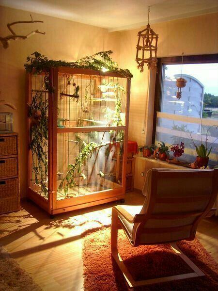 Indoor Aviary Indoor Aviary, Parrot Ideas, Budgie Cage, Animal Homes, Diy Bird Cage, Play Wall, Bird Cage Design, Diy Bird Toys, Pet Bird Cage