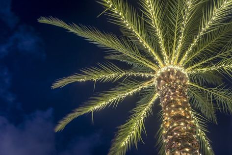 A stately palm under cover of night is a wasted opportunity to highlight your home or property. Learn how to light palm trees to emphasize their distinctive features. Palm Tree Christmas Lights, Garden Of Lights, Christmas Palm Tree, Best Christmas Lights, Traditional Colonial, Colonial Christmas, Christmas Wonderland, Enchanted Garden, Tree Lighting