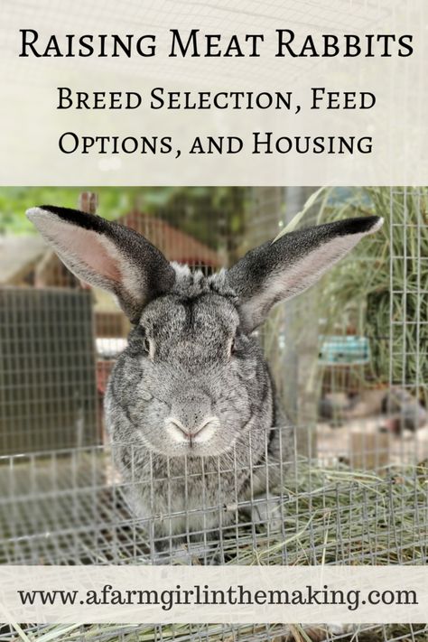 Raising Meat Rabbits | Breeds, Feed, Housing | A Farm Girl in the Making Raising Bunnies For Meat, Breeding Rabbits For Meat, Raising Meat Rabbits In A Colony, Meat Rabbit Set Up, Meat Rabbits Housing, Homestead Rabbits, Rabbit Keeping, Meat Rabbits Breeds, Raising Meat Rabbits