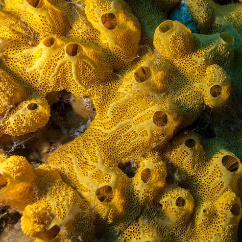 The simple sea sponge might just have been the first animal on earth. (photo by Discovery ) Phylum Porifera, Earth Photo, Sea Sponge, Coral Art, Marine Environment, Aquatic Animals, The Marine, Ocean Creatures, Animal Kingdom