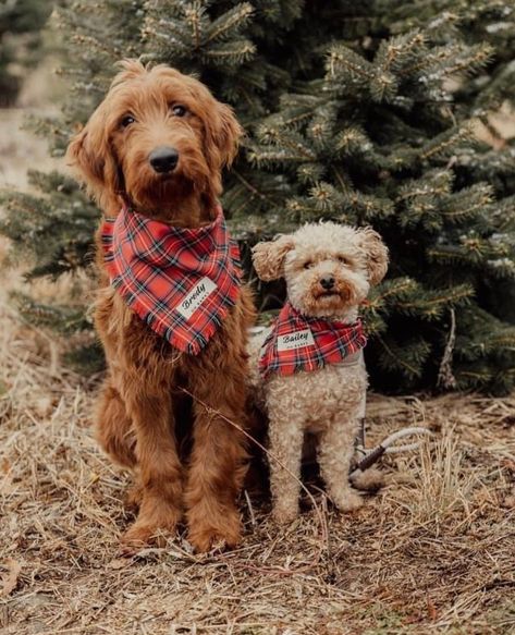 A classic  plaid tie back Bandana is perfect for the dapper pup anytime. Made out of luxuriously quality perfect for comfort fit   SIZING Our bandanas are handmade crafted in a unique shape that minimizes bulk and maximizes sizing flexibility, while retaining the just-so look of a classic knotted bandana.  Please measure around your dog's neck to ensure a perfect fit  ☆ XXSmall fits neck  6" to  8 " (Toy size) ☆ Extra Small ☆  fits neck  8" to  11 "  ☆ Small ☆  fits neck  12" to 15 "   ☆ Medium Christmas Family Photoshoot With Dog, Christmas Photoshoot Ideas With Dog, Christmas Photos With Pets, Dog Family Christmas Pictures, Holiday Photoshoot With Dogs, Christmas Card Photos With Dog, Dogs Christmas Pictures, Holiday Pictures With Dogs, Christmas Dog Pictures