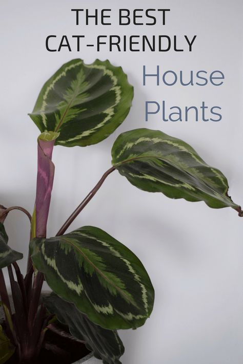 pretty Plants that are not toxic to pets, cat safe house plants Cat Safe House Plants, Safe House Plants, Houseplants Safe For Cats, Toxic Plants For Cats, Ficus Bonsai, Cat Safe Plants, Safe House, نباتات منزلية, Cat Plants