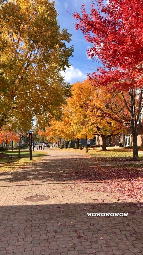 Fall at the University of Dayton Stonybrook University, University Of Dayton, College Senior, Dorm Room Inspiration, 2023 Vision, Senior Year, Room Inspiration, Dorm Room, Vision Board