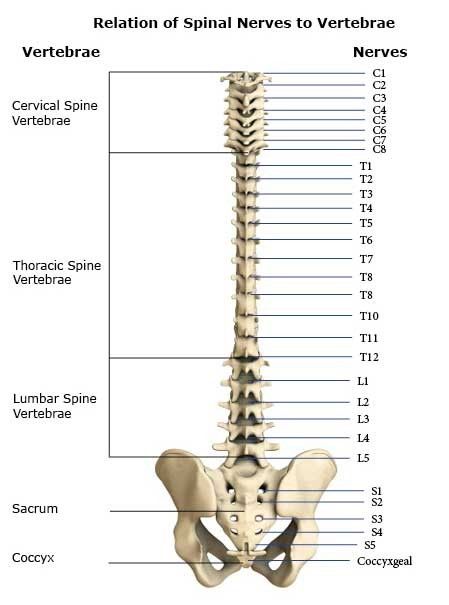 Trapped Nerve, Anatomy Bones, Spinal Nerve, Yoga Anatomy, Human Body Anatomy, Spine Health, Medical Facts, Muscle Anatomy, Human Skeleton