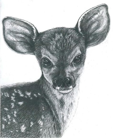 Fawn: Pencil Drawing by Elizabeth Shafto Fawn Deer, Deer Drawing, Pencil Sketch Drawing, Family Drawing, Deer Art, Art Pens, Sketch Inspiration, Dragon Drawing, Pencil Art Drawings