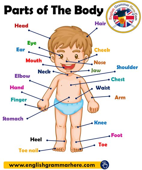 Part Of The Body For Kids, Parts Of The Body Worksheet, Parts Of Human Body, Body In English, My Body Parts, Human Body Vocabulary, Body Parts For Kids, Human Body Worksheets, Parts Of Body