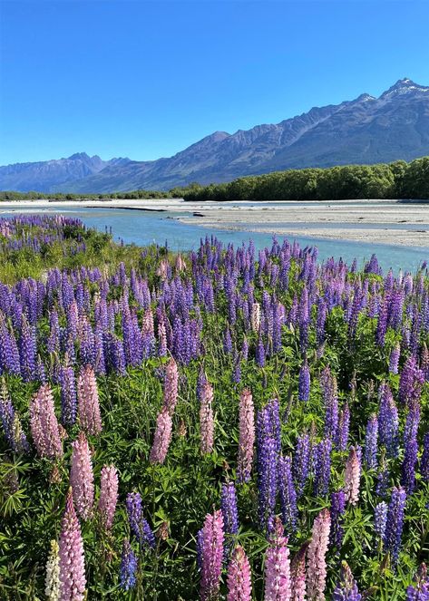 Glenorchy New Zealand, New Zealand Mountains, Mountain Aesthetic, New Zealand Landscape, Christchurch New Zealand, New Zealand Travel, Urban Environment, World View, Banff National Park