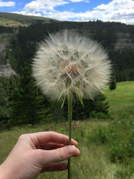 This Giant Dandelion In Montana Giant Dandelion, Pet Raven, Fresh Image, Like A Cat, Types Of Photography, See Images, For Today, First Photo, Beautiful Gardens