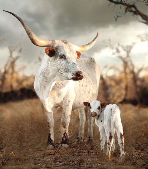 Old Truck Photography, Nguni Cows, Highland Cow Pictures, Nguni Cattle, Texas Animals, Pet Cows, Longhorn Cattle, Farmhouse Paintings, Cow Print Wallpaper