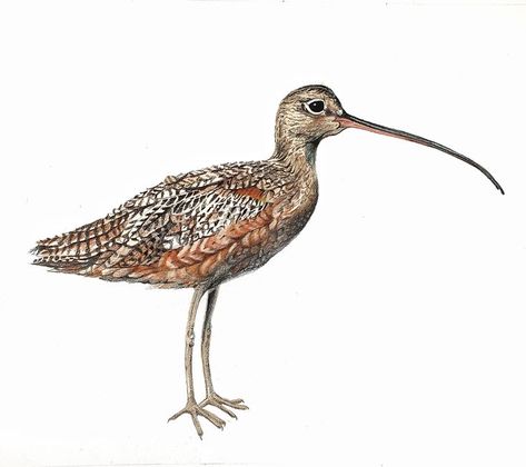 Curlew Bird, Bird Drawings, Birds, Drawings, Animals, Art