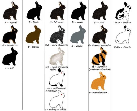 Rabbit Colors Chart, Rex Rabbit Colors, Rabbit Fur Projects, Rabbit Breeding, Mini Rex Rabbit, Rabbit Information, Raising Rabbits For Meat, Flemish Giant Rabbit, Show Rabbits