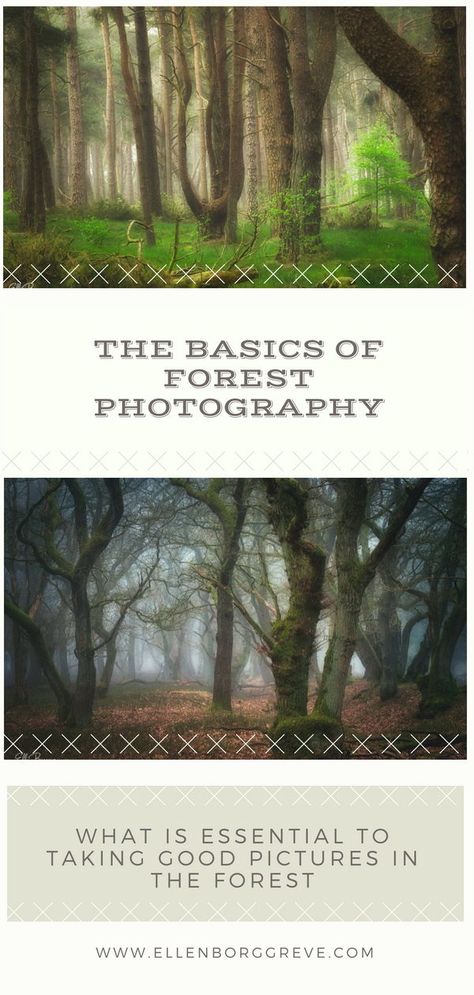 Forest Photoshoot, Photoshoot Tips, Photography Basics, Beautiful Forest, Forest Photography, Mind You, Learning Photography, Tree Forest, Phone Photography