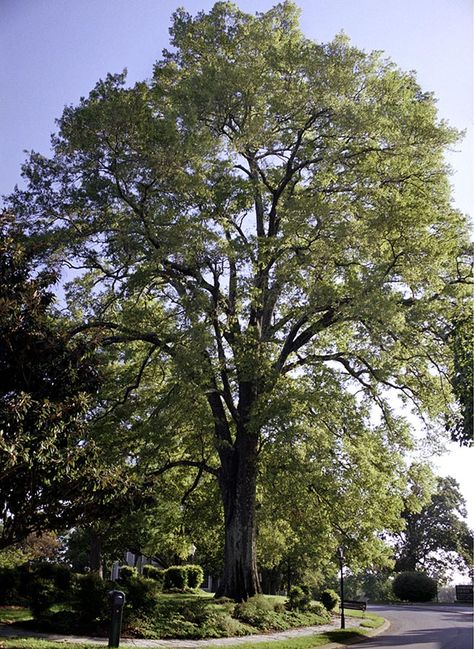 Bonny Oaks Willow Oak #3 Willow Oak Tree, Urban Forestry, Willow Oak, Oak Tree, Pros And Cons, Social Studies, Geography, Tennessee, Tree Trunk