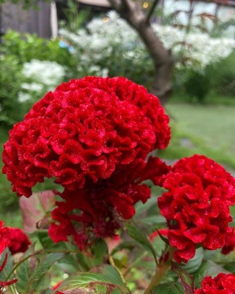 Celosia Flower, Jasminum Sambac, Flower Red, Costume Contest, Greek Words, Wonderful Images, Fall Flowers, Red Flowers, Red Color