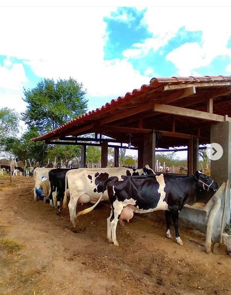 Cow Shelter Ideas, Cattle Barn Designs, Dairy Cow Breeds, Gado Leiteiro, Cattle Feeder, Black And White Cows, Cattle Barn, Cow Shed, Country Cow