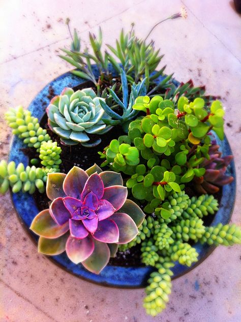 DIY: Mixed Potted Succulent Garden | Weekend project... | By: Sanctuary-Studio | Flickr - Photo Sharing! Shed Inspiration, نباتات منزلية, Succulent Garden Diy, Propagating Succulents, Dish Garden, Succulent Gardening, Have Inspiration, Succulents In Containers, Succulent Garden