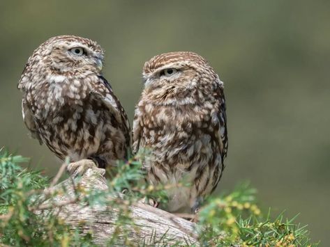 The most common sounds you'll hear from owls include hoots, whines, barks, screeches, or hisses. As a result, getting used to hearing them everywhere you go Owl Sounds, The Meaning, Owls, Sound