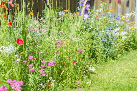 Dreaming of a vibrant, eco-friendly front yard that’s low-maintenance and beautiful year-round? Discover the secrets of native plant landscaping with this inspiring guide from Bright Lane Gardens! 🌻 Perfect for beginner gardeners and those wanting to enhance curb appeal sustainably! #NativePlants #FrontYardGarden #EcoFriendlyLandscaping #BrightLaneGardens #GardenInspo #PollinatorGarden Nj Native Plant Landscaping, Native Landscape Design Midwest, Indiana Native Plants Landscaping, Native Front Yard, Native Landscape Design, Michigan Landscaping, Native Plant Landscaping, Midwest Garden, Michigan Garden