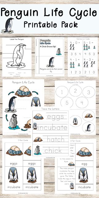 FREE Penguin Life Cycle Worksheets for Kids including printable activities for preschool, kindergarten, first grade, 2nd grade to review not only life cycle and vocabulary and labeling, but counting, addition, emergent reader, and so much more! Makes it fun for kids learning about these fun animals Penguins Kindergarten, Penguin Worksheets, Antarctica Activities, Penguin Science, Penguin Life Cycle, Café Kitchen, Penguin Unit, Cycle For Kids, Winter Science Experiments