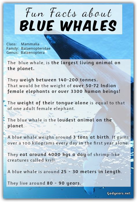 The  blue whale, is the largest living animal on the planet.   They weigh between 140 -200 tonnes. That would be the weight of over 50 - 72 Indian female elephants or over 3300 human beings!  The weight of their tongue alone is equal to that of one adult female elephant.  The blue whale is the loudest animal on the planet.  A blue whale weighs around 3 tons at birth. It gains over a 100 kilograms every day in the first year alone.  They eat around 4000 kgs a day of shrimp-like creatures calle... Blue Whale Infographic, Whale Facts For Kids, Whale Activities, Blue Whale Facts, Whales Watercolor, Female Elephant, Whale Facts, Whale Species, Animal Life Cycles