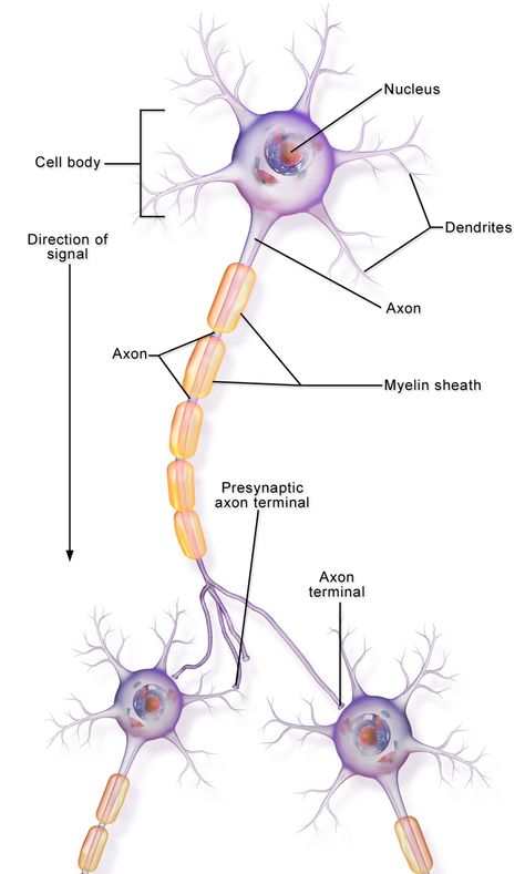 Difference Between Axon and Dendrite | Definition, Characteristics, Function, Similarities and Differences Brain Anatomy And Function, Nervous System Anatomy, Nervus Vagus, Basic Anatomy And Physiology, Brain Anatomy, Biology Lessons, Medical School Studying, Teaching Biology, Human Anatomy And Physiology