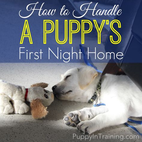 Your Puppy's First Night At Home can be very exciting. However, your puppy's first night can also be frustrating and sleepless. First Night With Puppy, Puppy Barking, Crate Training Puppy, Dog Minding, Positive Dog Training, Easiest Dogs To Train, Dog Training Advice, Best Puppies, Puppy Training Tips