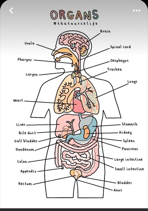 Physiology Aesthetic, Anatomy Notes Aesthetic, Aesthetic Anatomy, Med Notes, Anatomy Posters, Anatomy Notes, Nursing School Inspiration, Studera Motivation, Human Body Organs