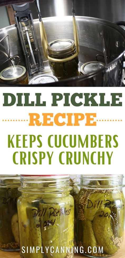 This easy dill pickle recipe guarantees crunchy perfection. Say goodbye to soggy pickles! 🥒😋  Discover the trick at #SimplyCanning #DillPickleRecipe #DillPickles. https://www.simplycanning.com/dill-pickle-recipe Pressure Canning Dill Pickles, Recipe For Pickles, Sweet Dill Pickle Recipe Canning, Canned Pickles Recipe Dill, Crunchy Dill Pickles Canning Recipe, Crisp Dill Pickle Canning Recipe, Crunchy Refrigerator Pickles, Clausen Dill Pickle Recipe, Crunchy Dill Pickle Recipe Canning