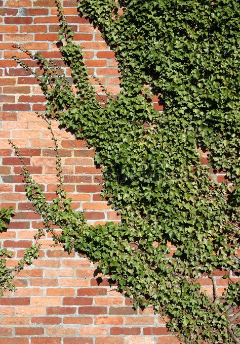 Plant Wall Brick, Creeping Ivy, Wall Ivy, Indoor Ivy, Ivy Plant Indoor, Ivy Wall, Red Brick Wall, Community Library, Ivy Plants