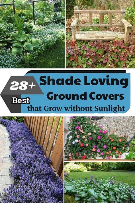 Shaded Gardens Ideas, Gardening In Shaded Areas, Garden Ideas Shaded Area, Shade Loving Landscaping Ideas, Shade Loving Evergreens, No Sun Garden Ideas, Side Shade Garden, No Sun Landscape Ideas, Garden Ideas For Shaded Areas