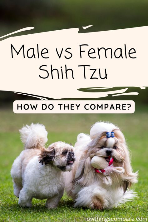 In this article, we will discuss the male and female Shih Tzu including the similarities and differences helping you decide if they are right for you. Female Shih Tzu, Male And Female Animals, Male Vs Female, Similarities And Differences, Lap Dogs, Shih Tzus, Animal Behavior, Love Pet, Male And Female