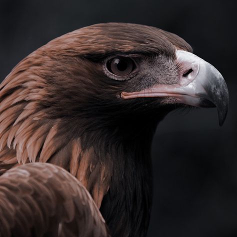 Greater Spotted Eagle, Golden Eagle Aesthetic, Bird Icon Aesthetic, Eagle Aesthetic, Zeus Cabin, Zeus Aesthetic, Brown Eagle, Maybe Now, Ravenclaw Aesthetic