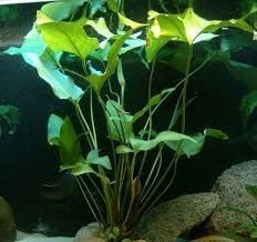 Anubias gracilis Anubias Plant, Aquarium Live Plants, Aquascape Plants, Aqua Plants, Paludarium Vivarium, Aquascaping Plants, Plant Aquarium, Freshwater Plants, Aqua Design