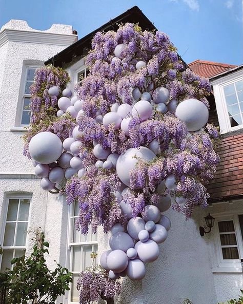 Well if this isn’t just the dreamiest scene! Wisteria & balloons make for quite a statement here and we are all for it!! Design by @elari_events  #wisteria #partydecorations #homesweethome #wisteriaflowers  #balloongarland #ba Balloon Installation, Purple Balloons, Party Deco, Balloon Ideas, Balloon Wall, Wedding Balloons, Baby Shower Centerpieces, Balloon Decor, Green Wedding Shoes