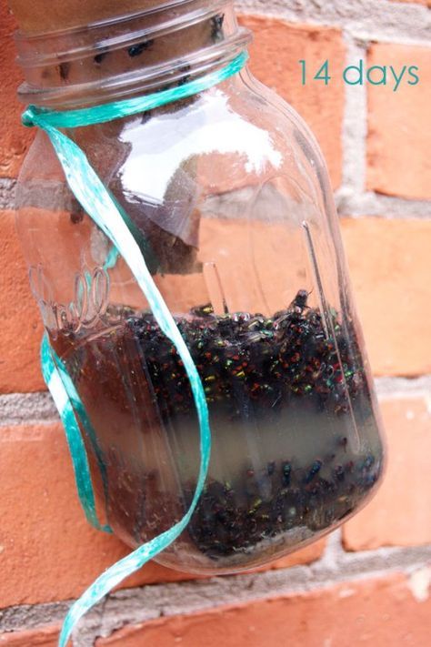 14-days-fly-trap-2 Best Fly Trap, Flies Trap Diy, Homemade Fly Traps, Fruit Fly Trap Diy, Diy Fly Trap, Diy Apple Cider, Bug Trap, Fly Bait, Get Rid Of Flies