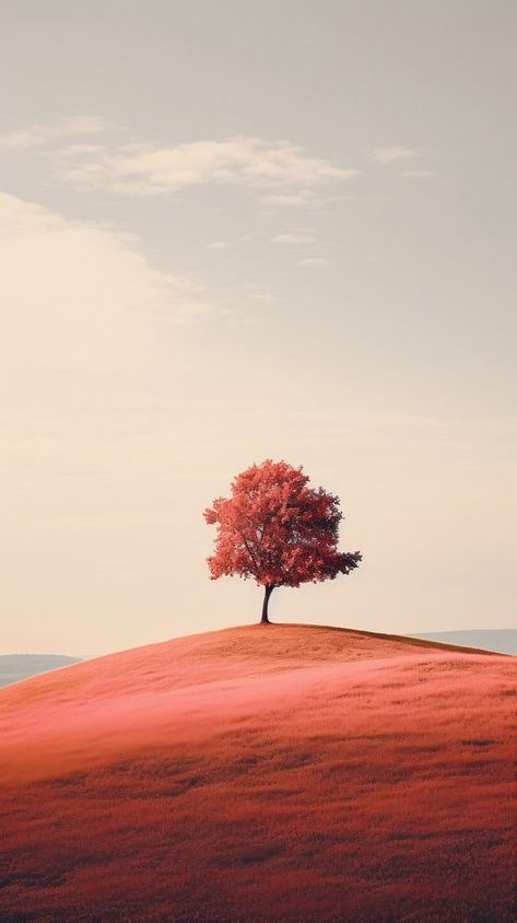 A lone tree sitting on top of a hill landscape outdoors horizon. AI generated Image by rawpixel. | free image by rawpixel.com / Boom Hillside Wallpaper, Single Tree Wallpaper, Hill Wallpaper Nature, Road Tree Background, Iphone Wallpaper Autumn, Wallpaper Romantic, Wallpaper Film, Hill Landscape, Wallpaper Autumn