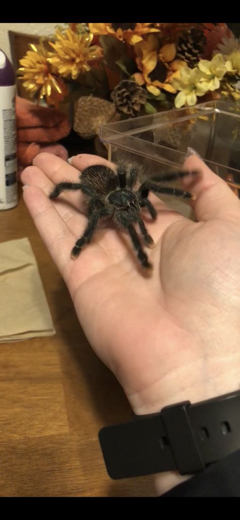 Charolette my Pink Toe Tarantula 💞 Pink Toed Tarantula, Pink Toe Tarantula, Pink Toes, Spooky Spiders, Whitetail Deer, Bearded Dragon, Spiders, Insects, Purple