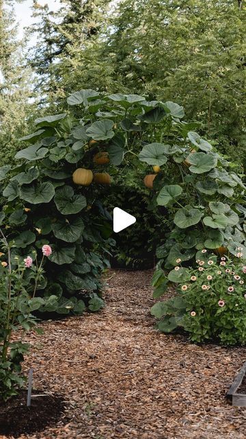 Pumpkin Trellis Arch, Pumpkin Garden Ideas, Pumpkin Arch Garden, How To Grow Pumpkins Vertically, Raised Bed Pumpkin Patch, Squash And Pumpkin Garden, Diy Booklet, Metal Fence Posts, Growing Pumpkins